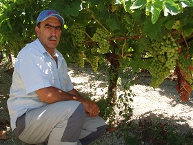 Tablegrape production in Greece