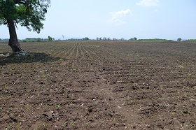 Corn production in Thailand