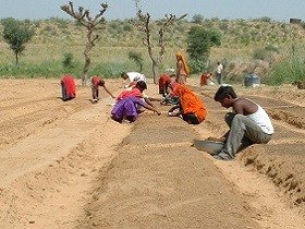 Vegetable cultivation in India