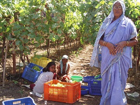 Tablegrape production in India