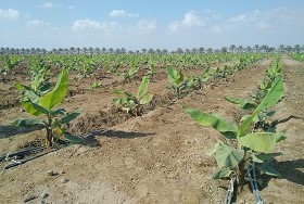 Banana production in Oman