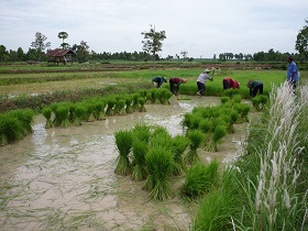 Transplanted rice in Thailand
